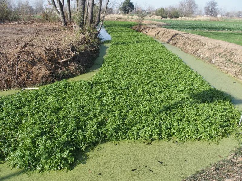 乡村振兴在行动|生态浮床植水芹 一泓碧水润乡村_腾讯新闻