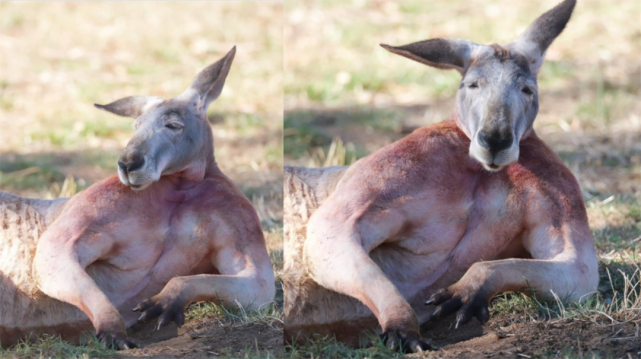 壮袋鼠发现有人在看,突害羞双手遮胸:不给你看