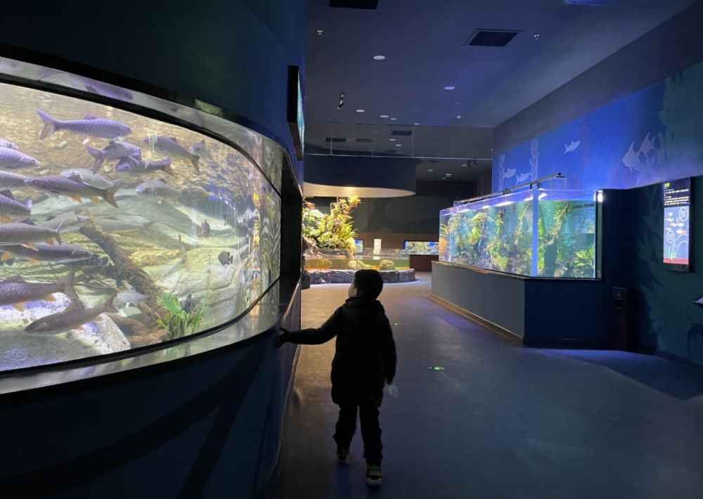 震撼今天湖口家門口的水族館開館測試帶你全方位體驗