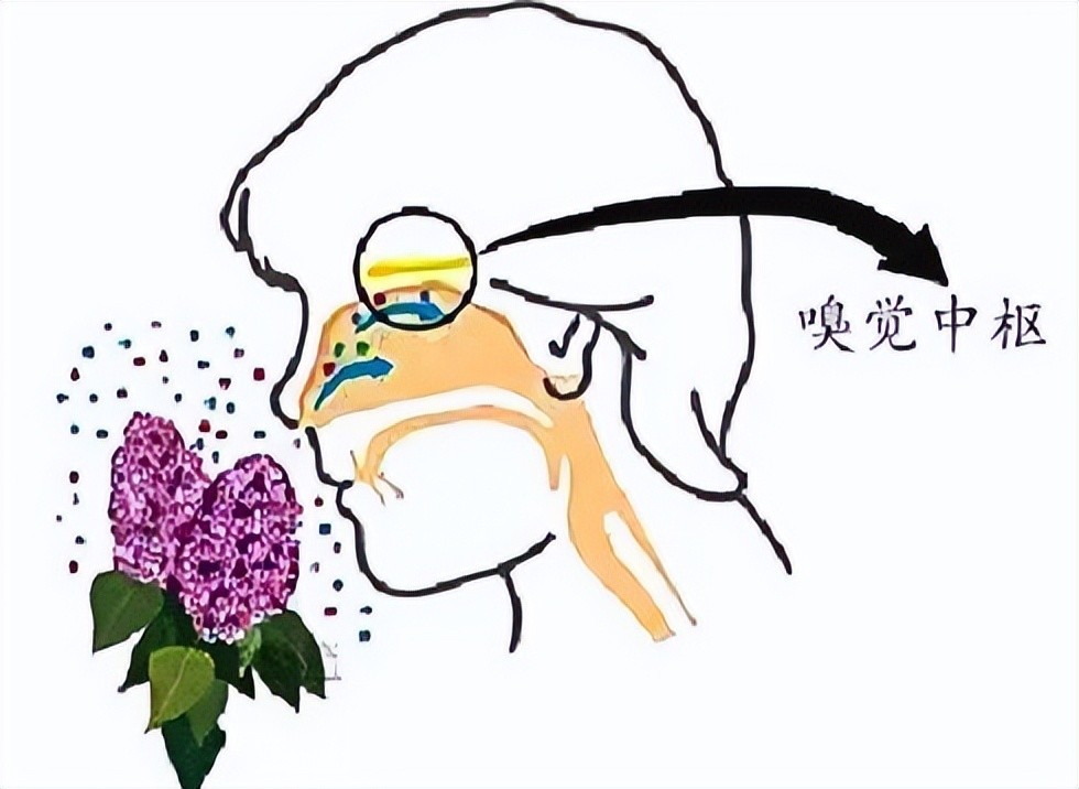 感染新冠后为何味觉嗅觉都没了?