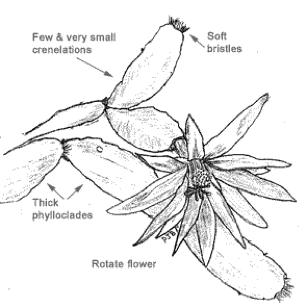 仙人掌解剖结构图图片