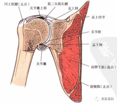 图1-25右肩关节冠状切面.