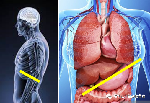 子弹经过的肺,膈肌,脾脏,胃都有损伤.