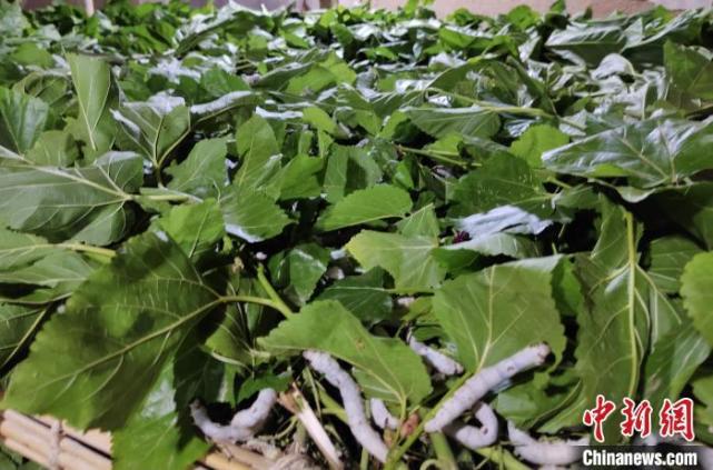 种桑养蚕织就泰安岱岳区“致富梦”_腾讯新闻