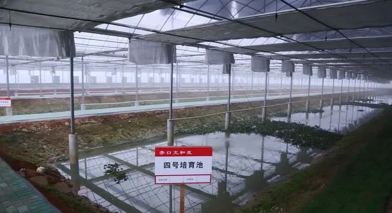 致富经养殖小龙虾_致富龙虾养殖小视频大全_致富龙虾养殖小视频