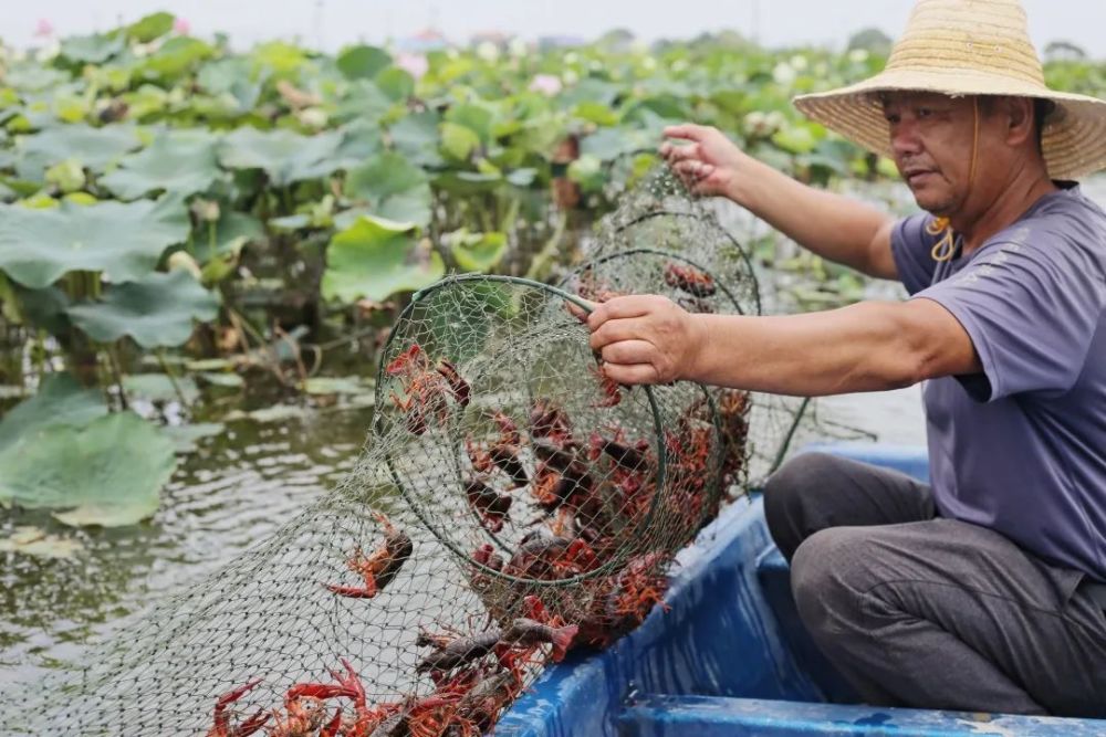 致富经养殖小龙虾_致富龙虾养殖小视频大全_致富龙虾养殖小视频