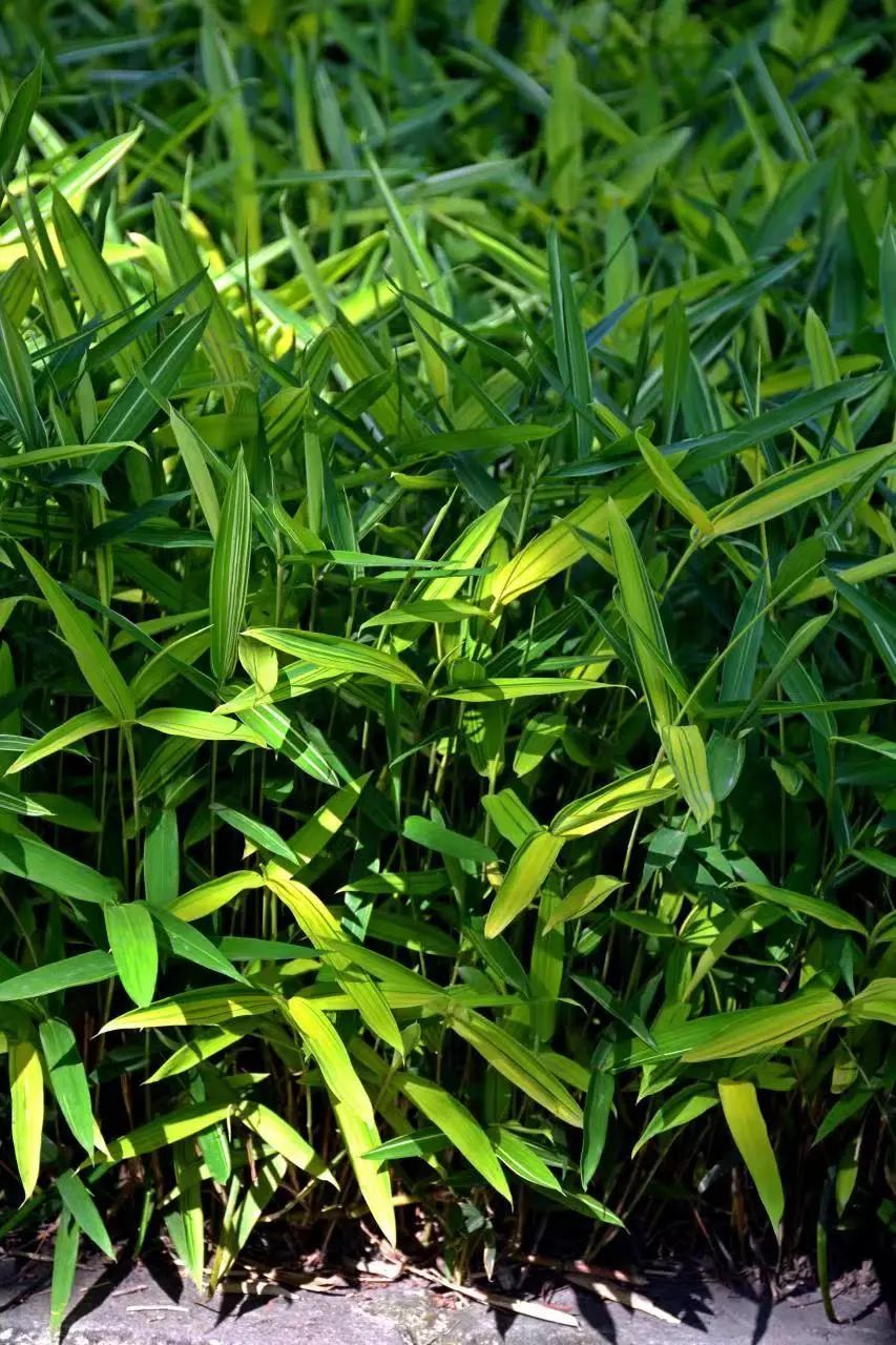 世园科普|植物家族之竹类植物大鉴赏_腾讯新闻