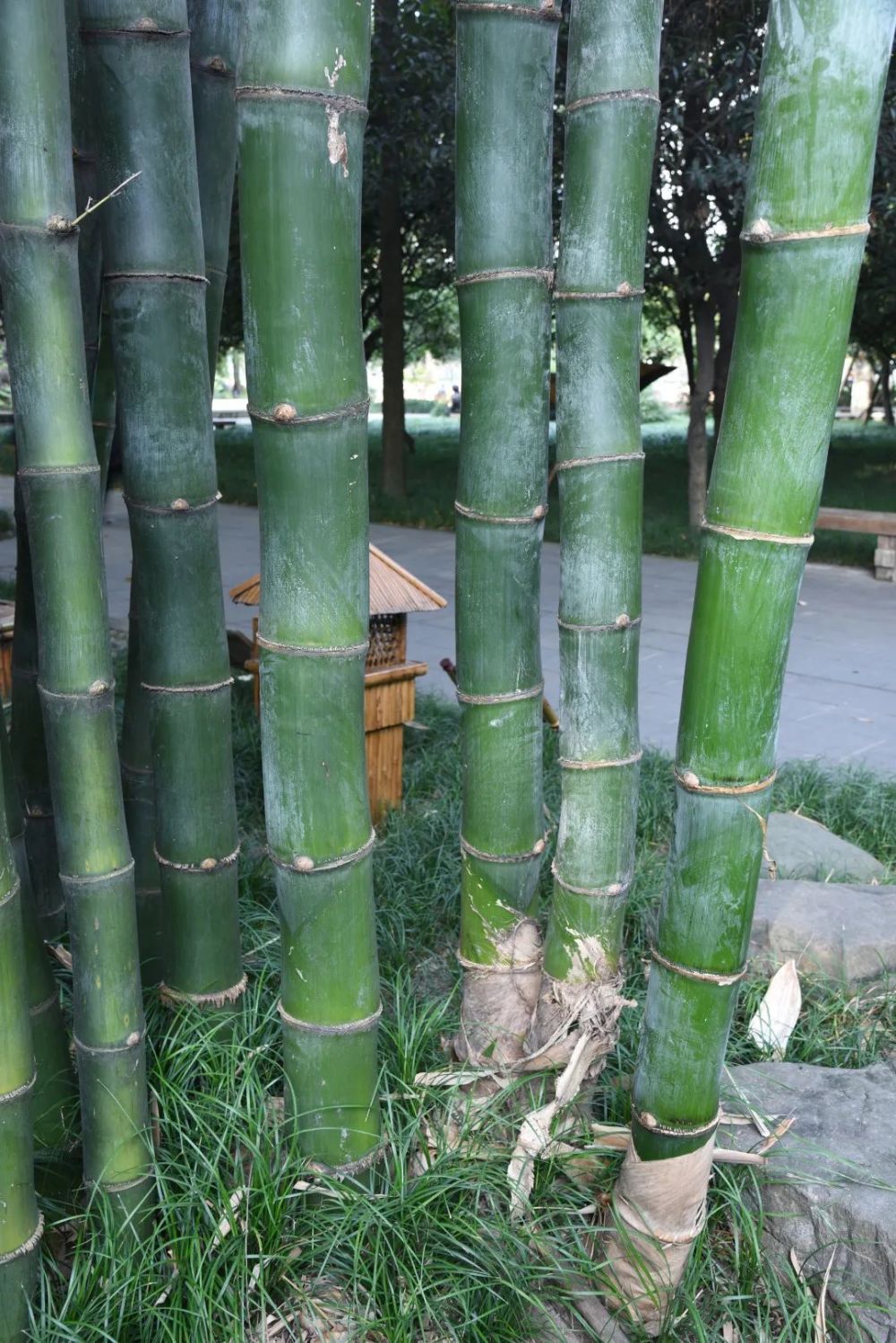 世园科普|植物家族之竹类植物大鉴赏_腾讯新闻