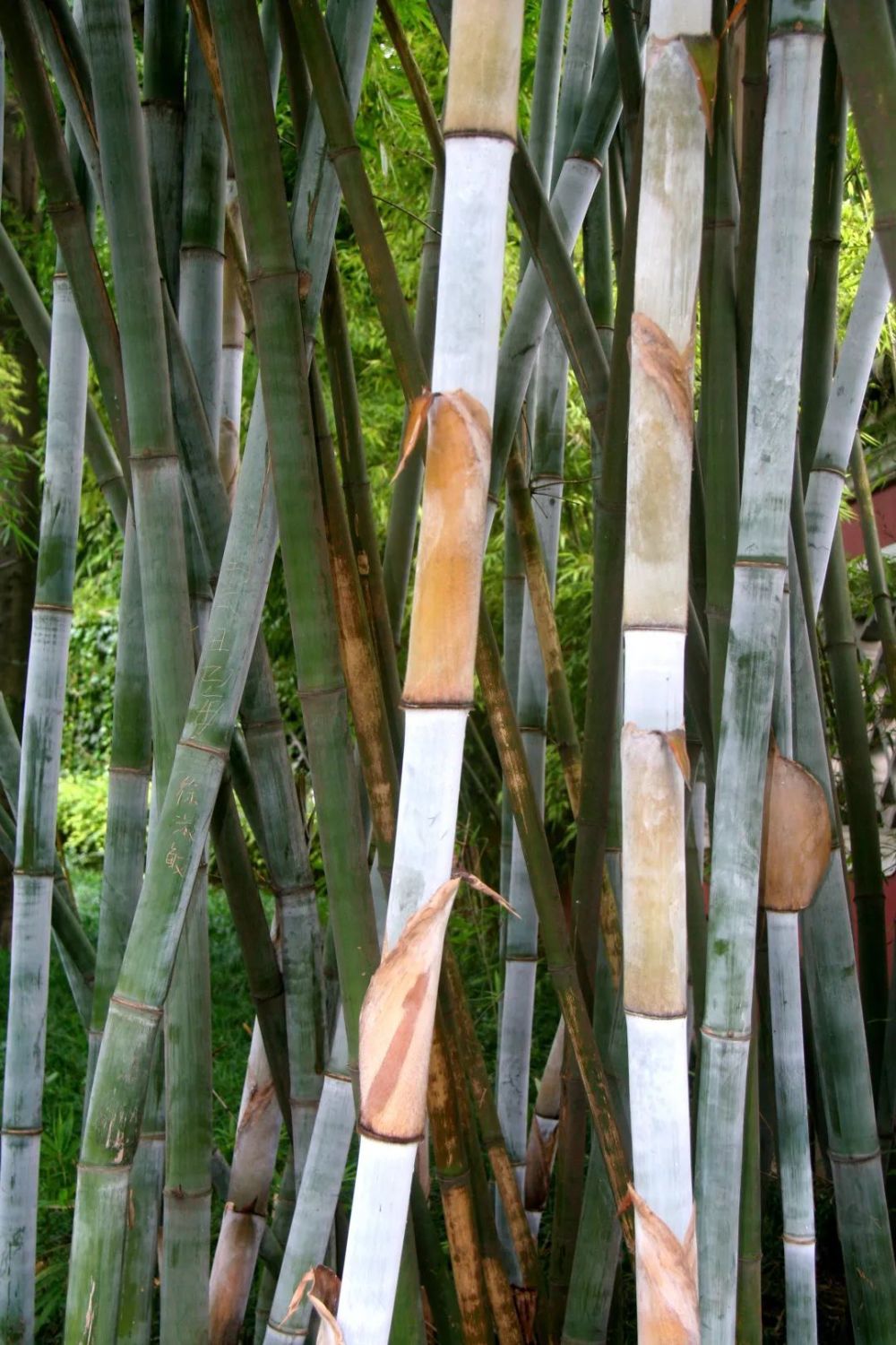 世园科普｜植物家族之竹类植物大鉴赏_腾讯新闻