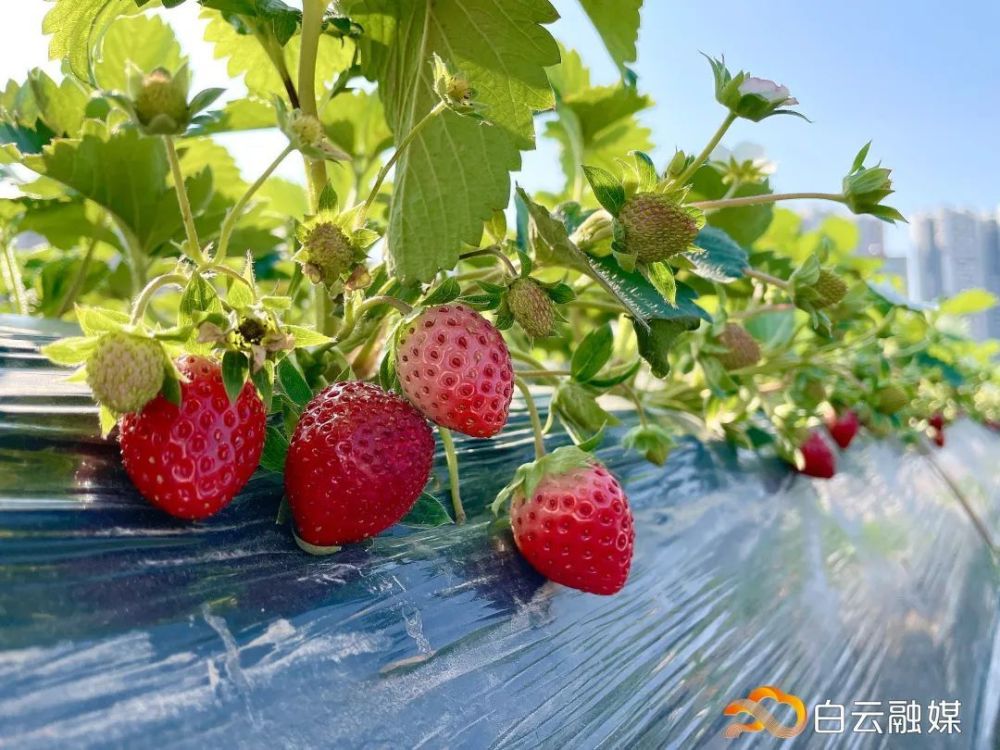 155亩草莓田,等你来尝鲜～_腾讯新闻