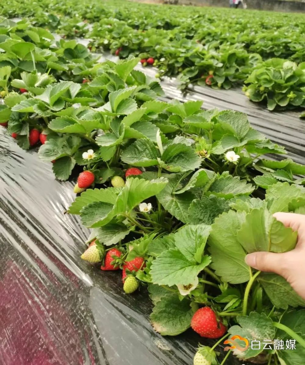 155亩草莓田,等你来尝鲜～_腾讯新闻
