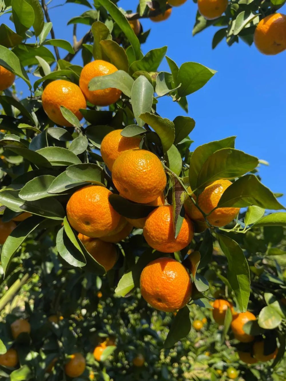 真正树上熟的增城砂糖橘吃起来有多上瘾