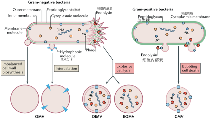 我们身边无处不在的微生物“信使包裹”——胞外囊泡_腾讯新闻