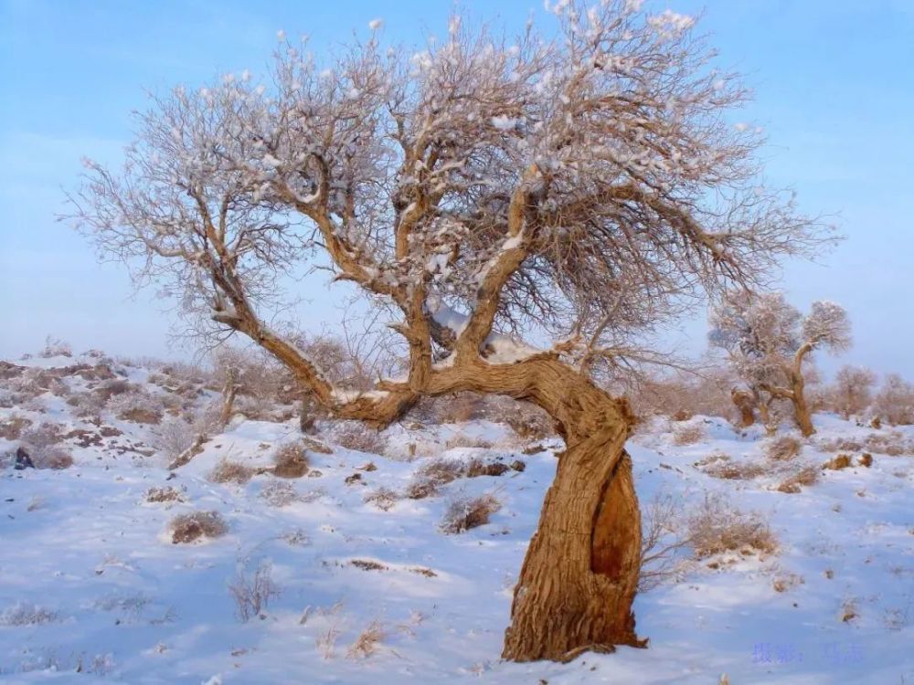 冬日的伊吾胡杨林你绝对没见过美的让人心醉