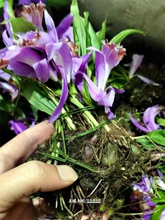 冬季平安守护行动丨国家重点保护野生植物也敢采,纳雍公安查获8箱"
