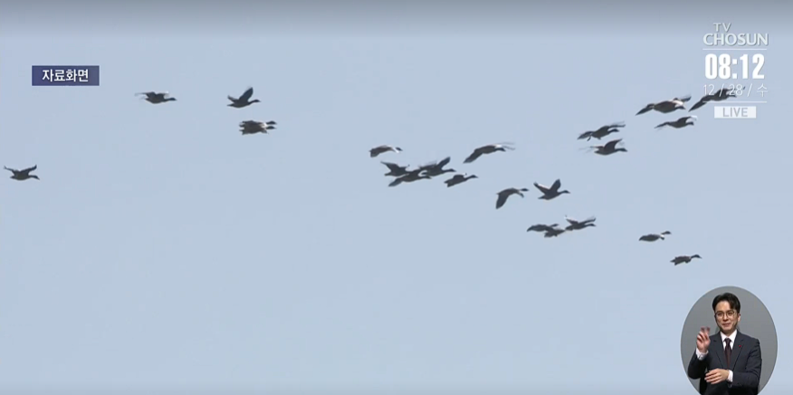 乌龙！韩军误将鸟群当作“越境无人机”出动20架军机追捕鸡蛋为何叫木须2022已更新(哔哩哔哩/新华网)