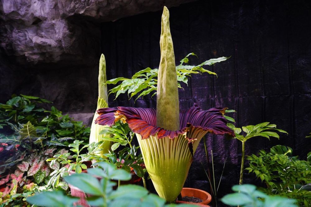 国家植物园巨魔芋群体开花国内首次国际罕见