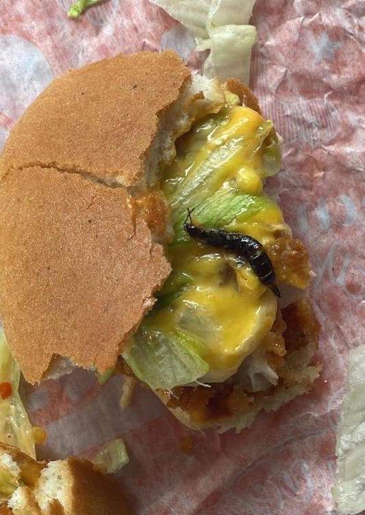 澳女在知名连锁店汉堡中发现整只蜈蚣,称以后不会再吃