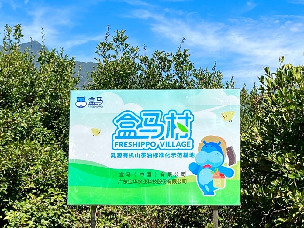 广东盒马村山茶油突破传统工艺成行业第一