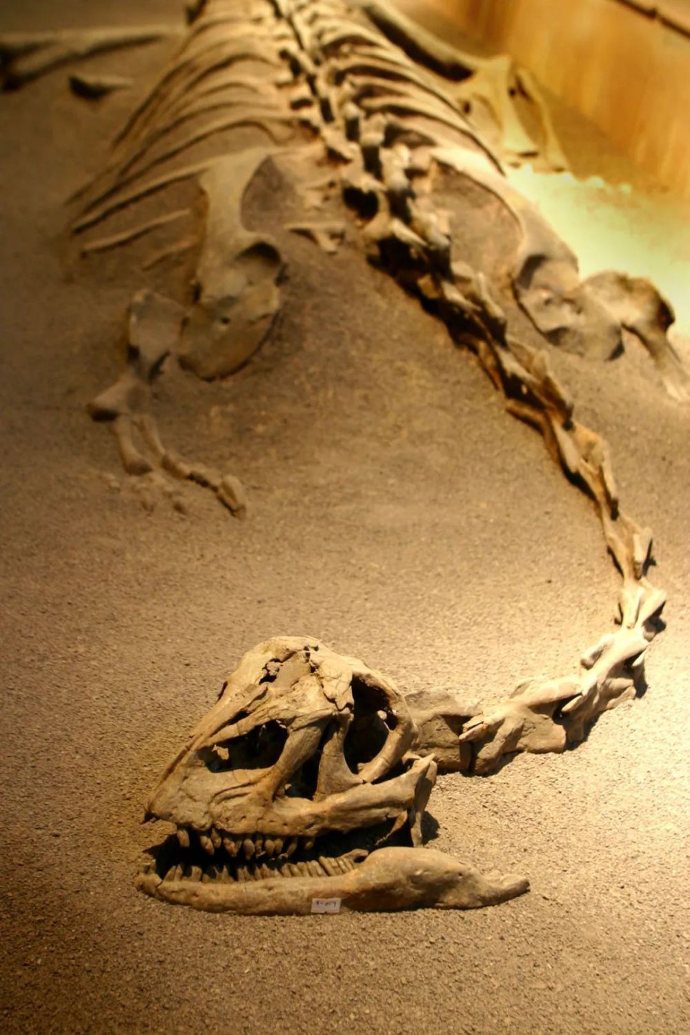 楚雄多地发现恐龙化石其中一地恐龙生存时代为侏罗纪最早期