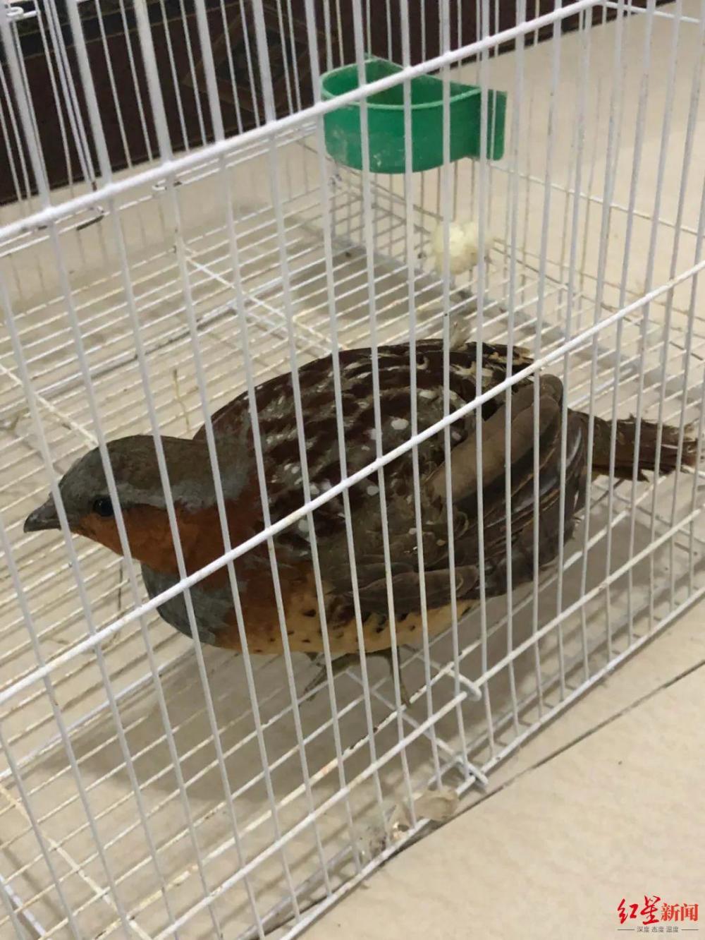 农家店店主用扩音器,网袋捕竹鸡 警方:已被依法采取刑事强制措施_腾讯