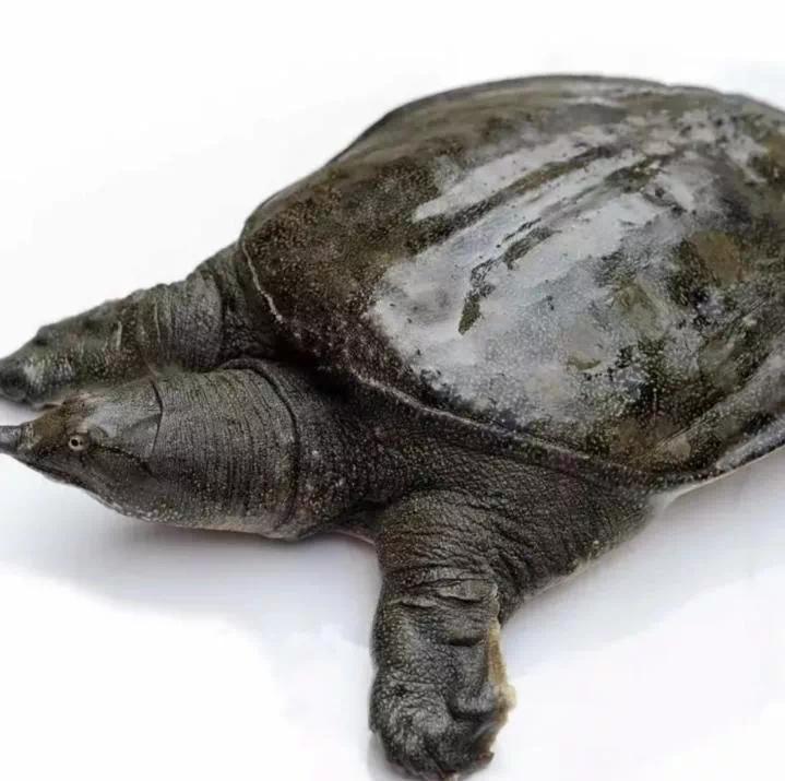 我是家乡好物推荐官|汉寿甲鱼:带着"父爱"的儿时记忆_腾讯新闻