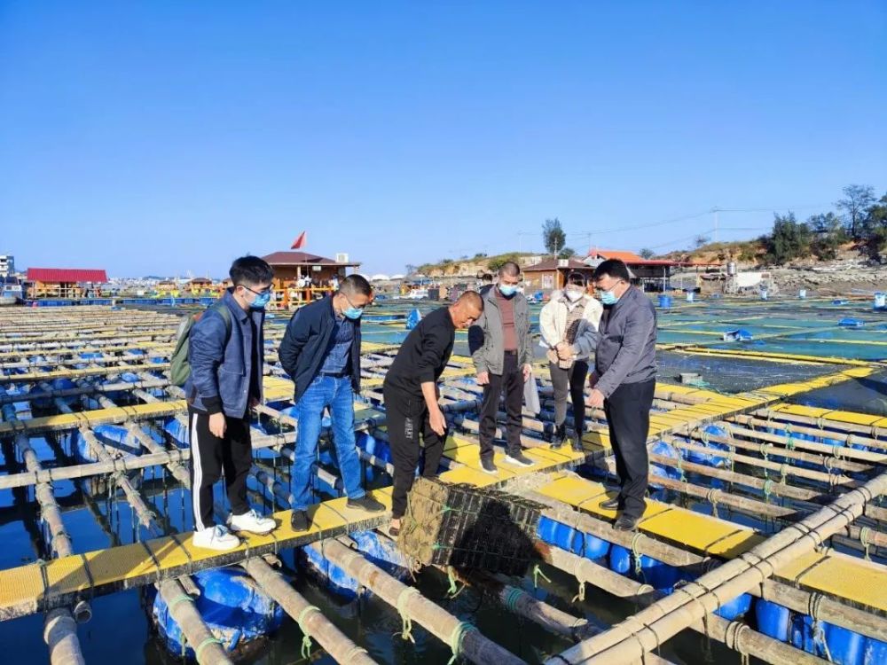 查看虾苗繁育情况在福建绿耕耘农业科技有限公司开展渔业养殖技术指