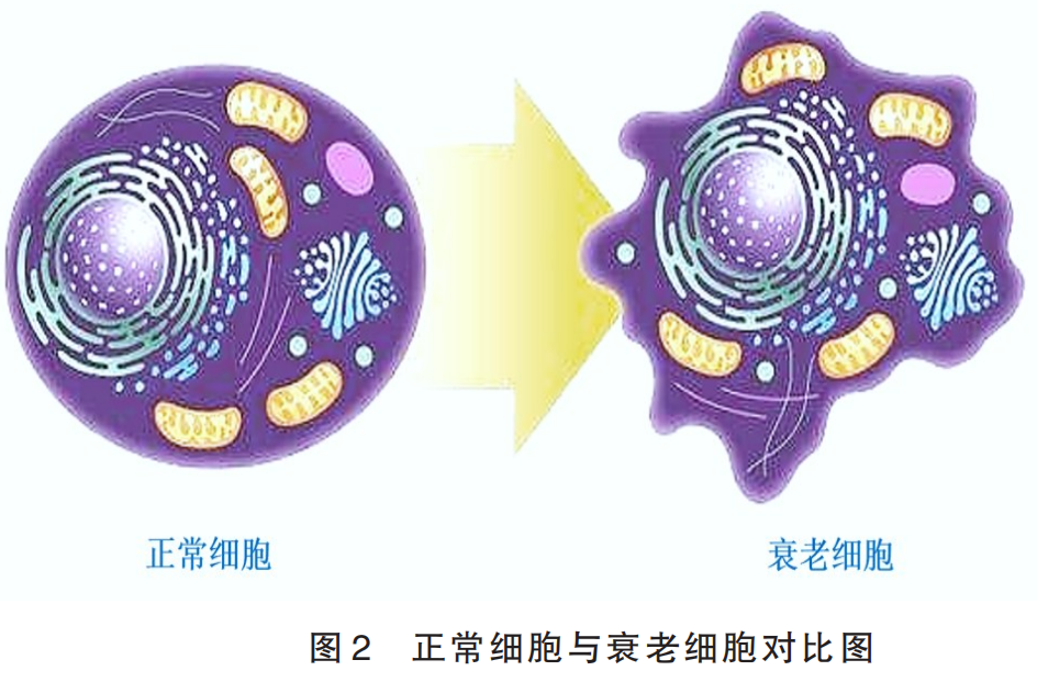 细胞衰老特征示意图图片