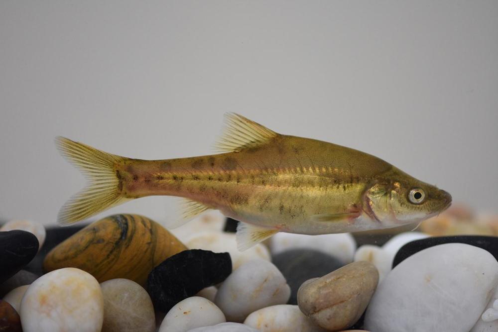 生物多样性成果展抢先看,一起感受贵阳生物多样性之美(鱼类篇)_腾讯新