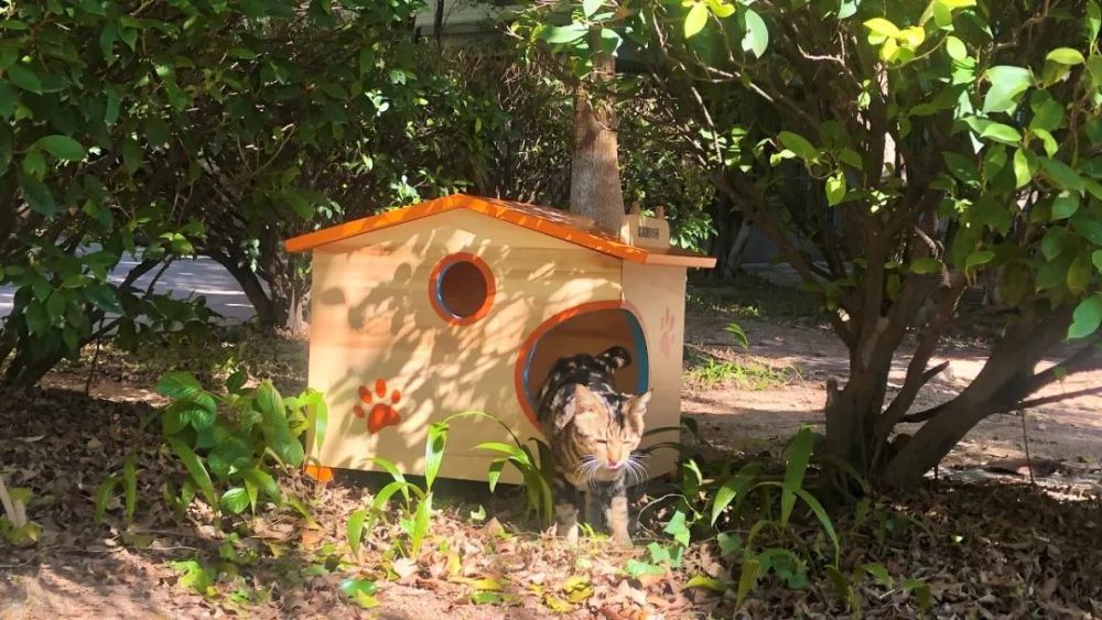 欧派跨界公益"给流浪猫一个家"温暖"出圈"_腾讯新闻