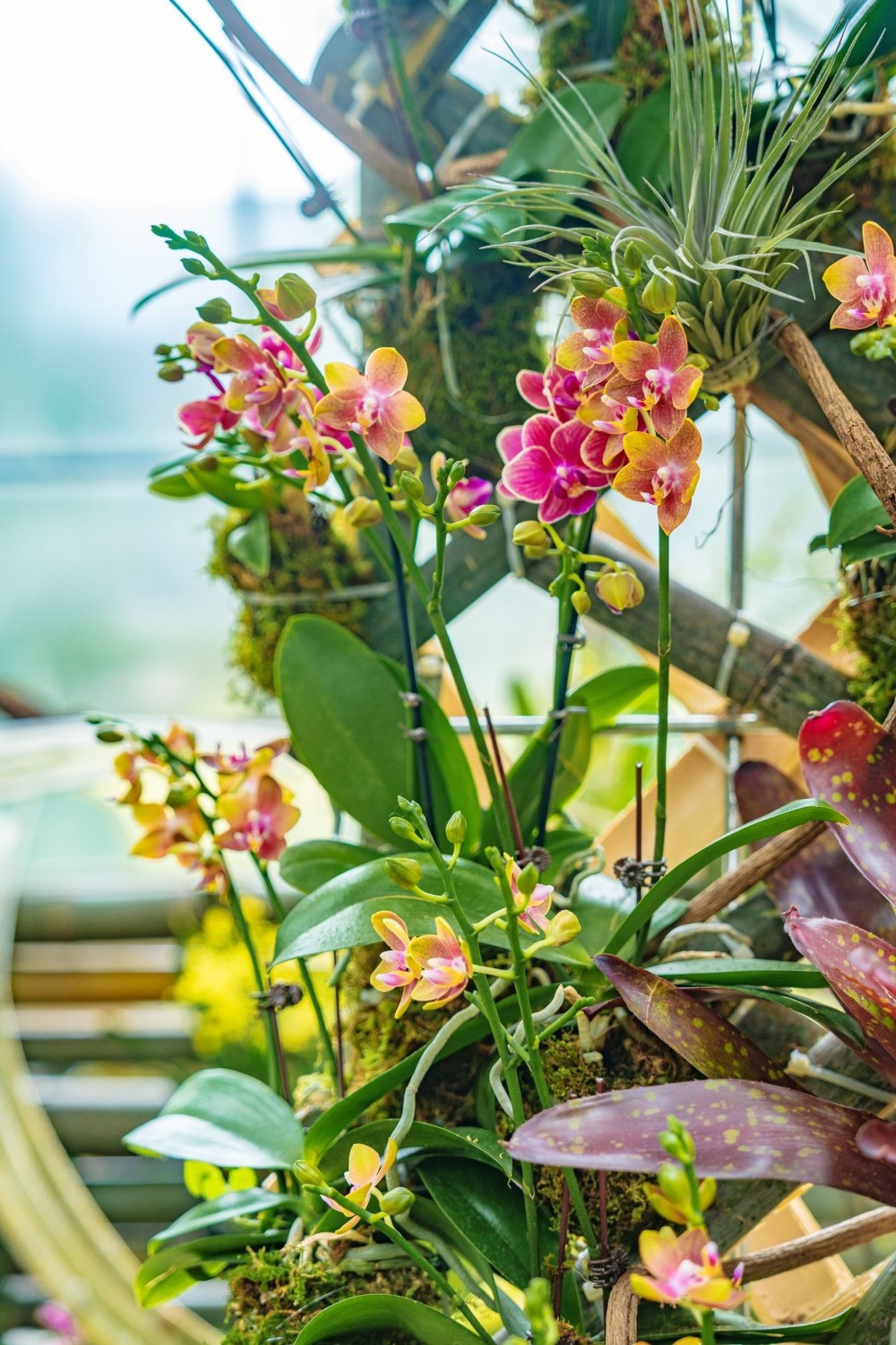 8000株热带兰花争奇斗艳_腾讯新闻