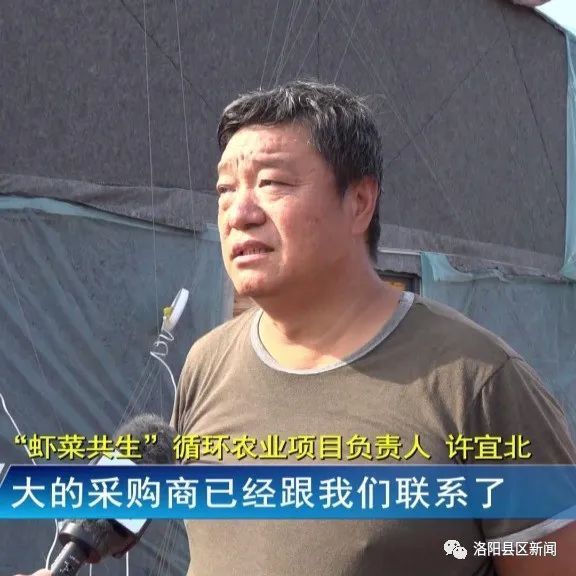 新安县北冶镇:"虾菜共生"新方法 首批对虾获丰收