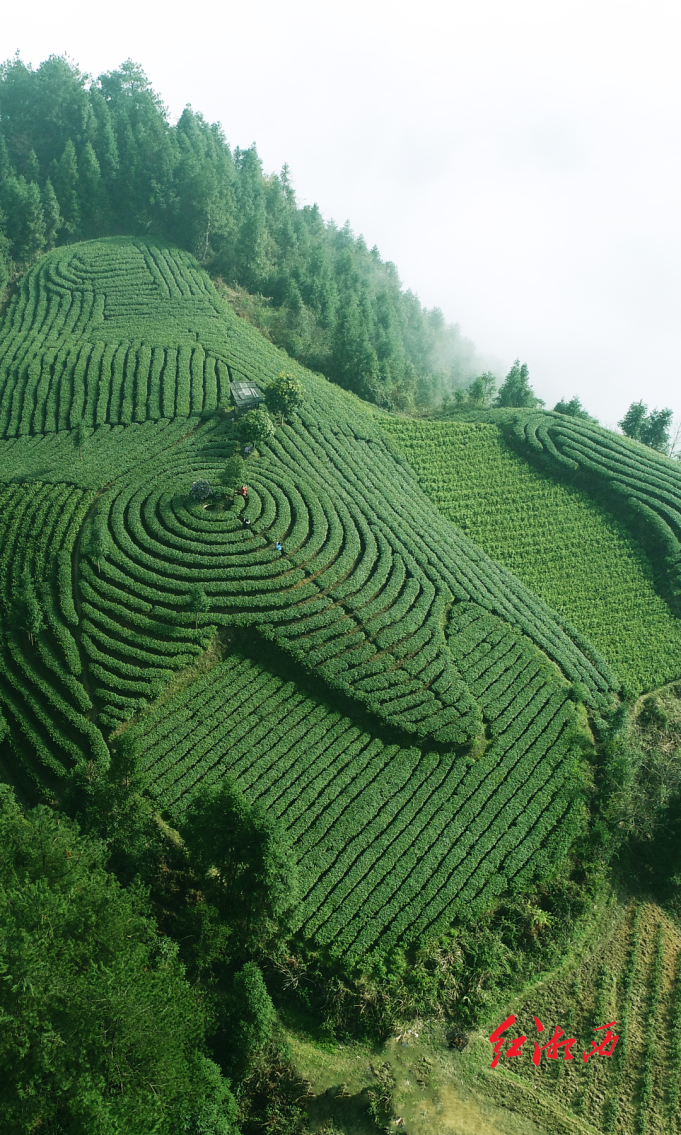 湖南省出台法规保护保靖黄金茶古茶树资源