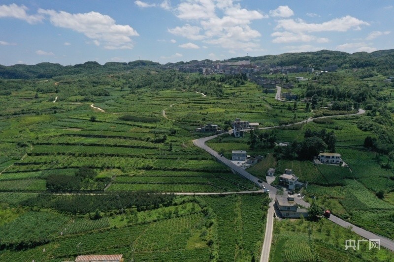 金沙县融媒体中心供图)2021年以来,高坪镇依靠地形地貌,水源条件与