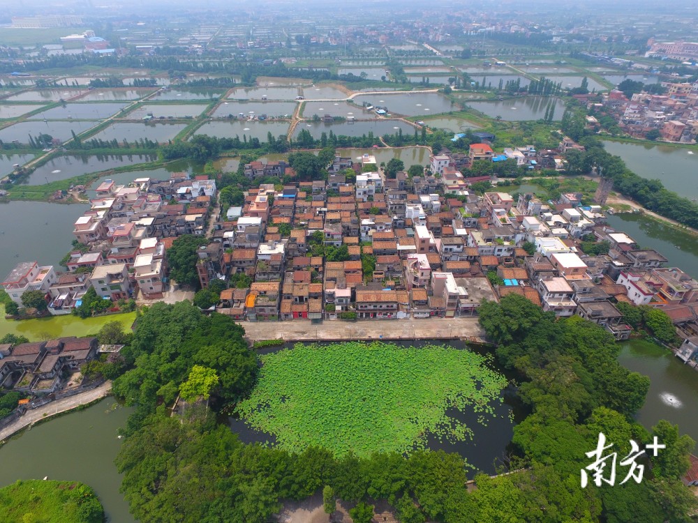 顺德区农业农村局党组书记,局长谭逢显:聚焦五大重点推动乡村振兴