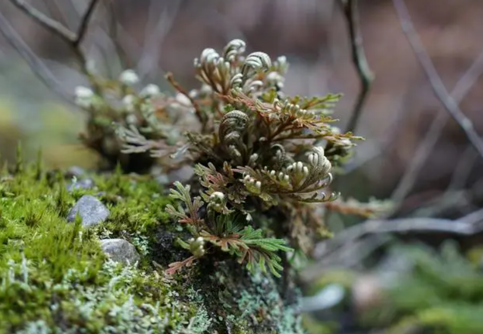 石生復甦植物卷柏又稱九死還魂草農村見到請珍惜