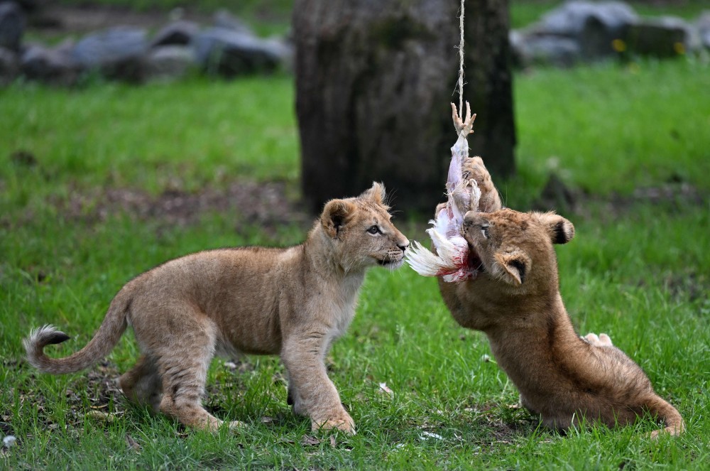 (外代一线)三个月大的狮子幼崽