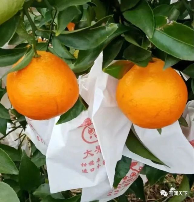 2022耙耙柑价格(2022耙耙柑价格表)