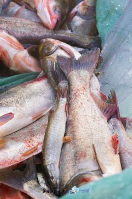 乌伦古湖素有戈壁大海的美誉,在这种环境及条件下捕鱼,被称之为"踏雪