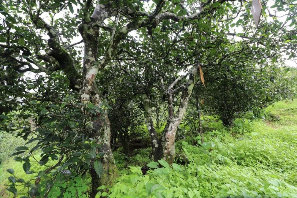 半山腰名茶(半山腰茶叶多少钱一斤)