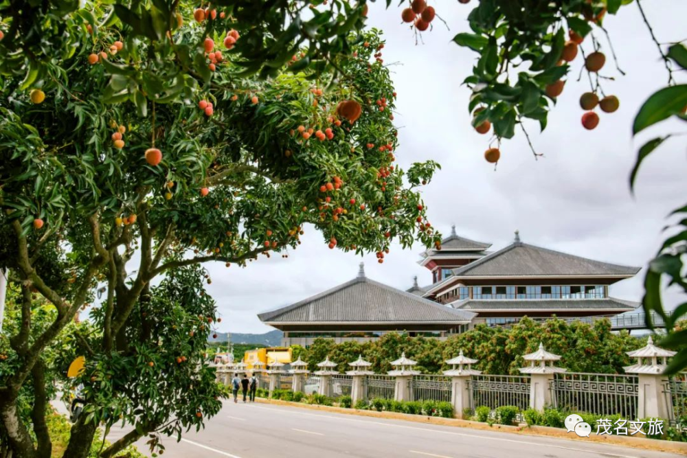 平垌湖豔村→化橘紅博物館→廣東南路革命化州教育基地(柑村)→廣墾國