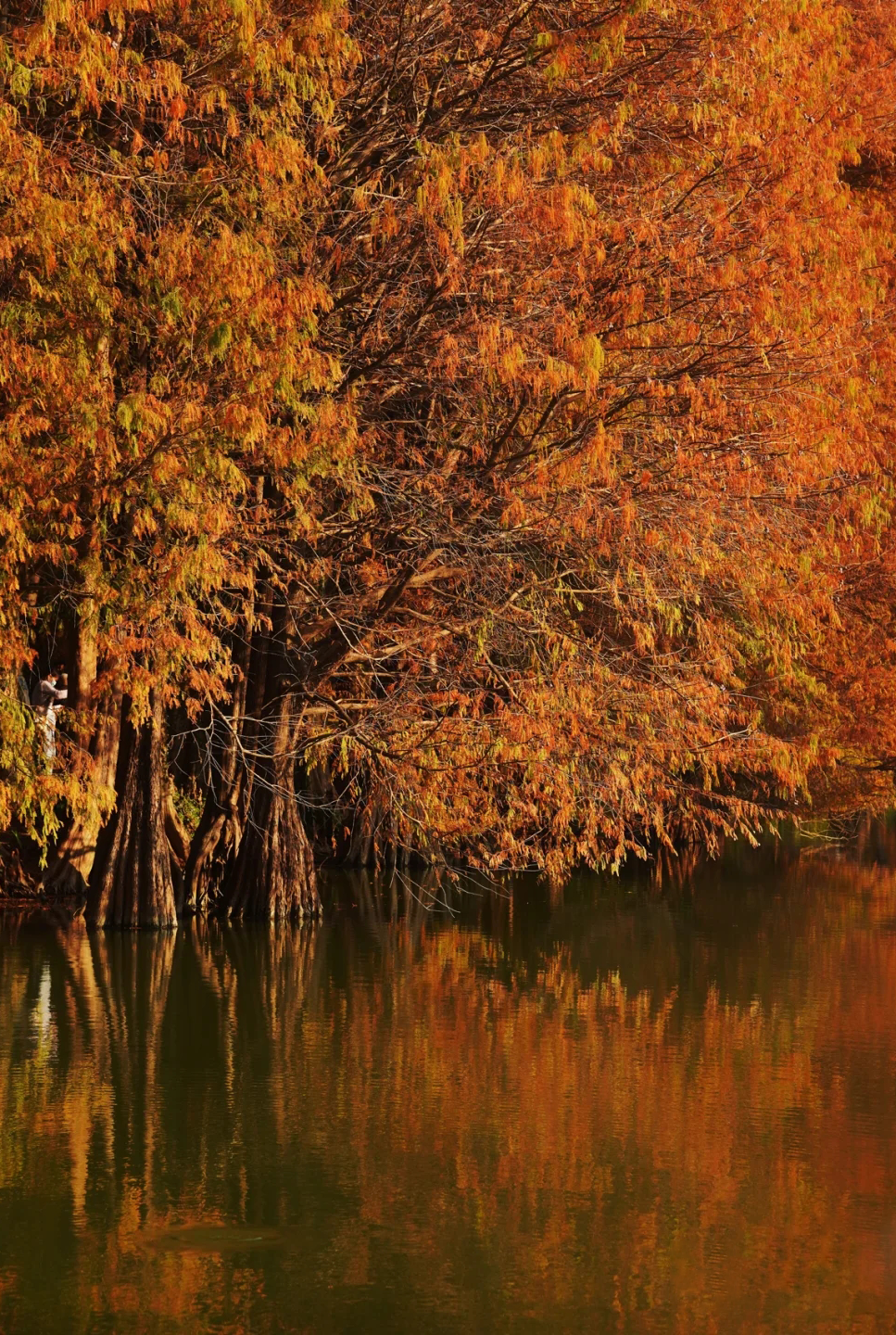 速度越快气温越低直至在冷风中飘落再变成红褐色先变黄,后变红落羽杉