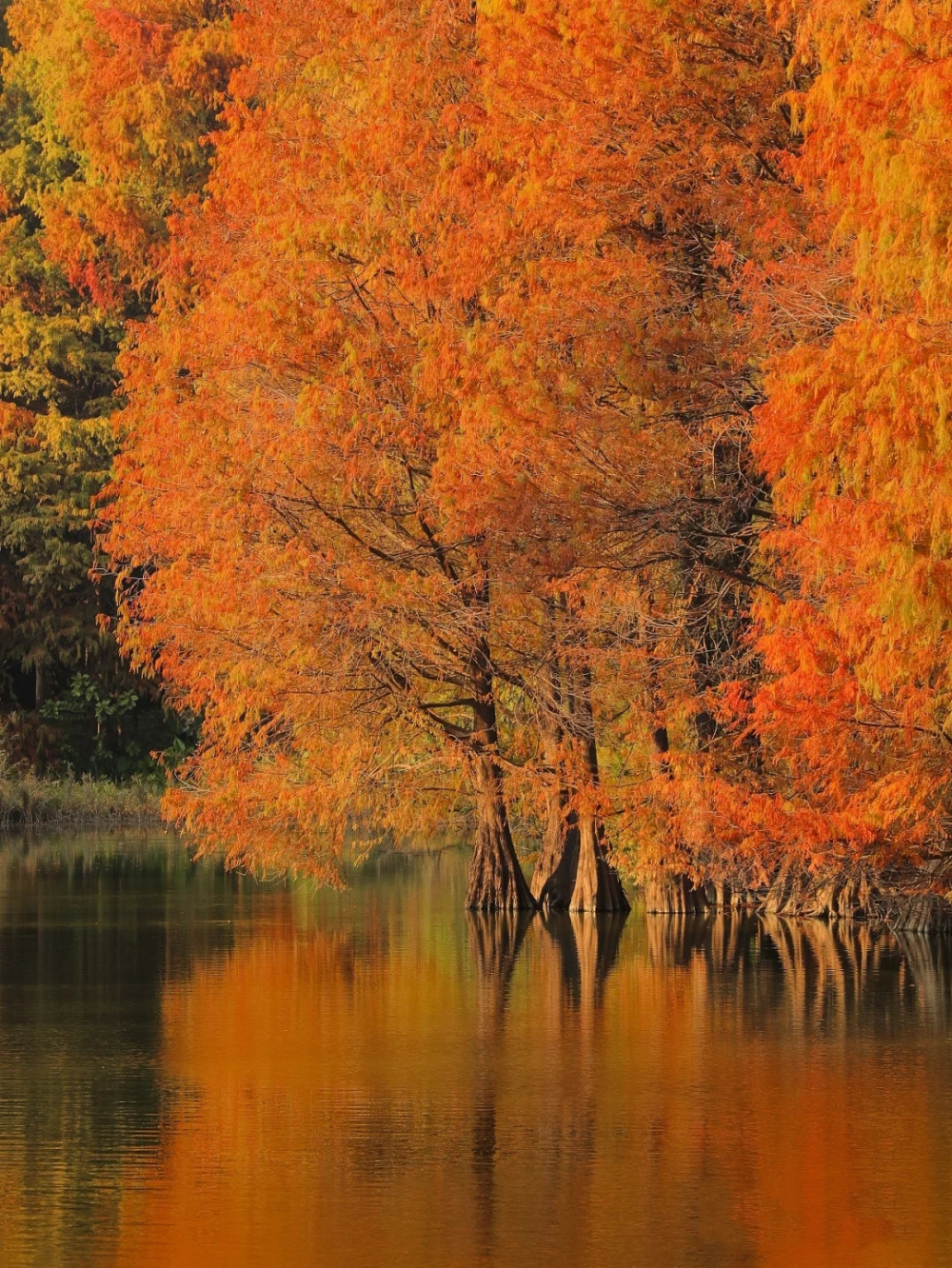 广州落羽杉,美到刷屏!_腾讯新闻