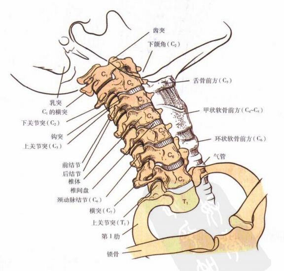 頸動脈結節是c6橫突前結節的擴大部分,它大於其他頸椎結節(c7無前結節