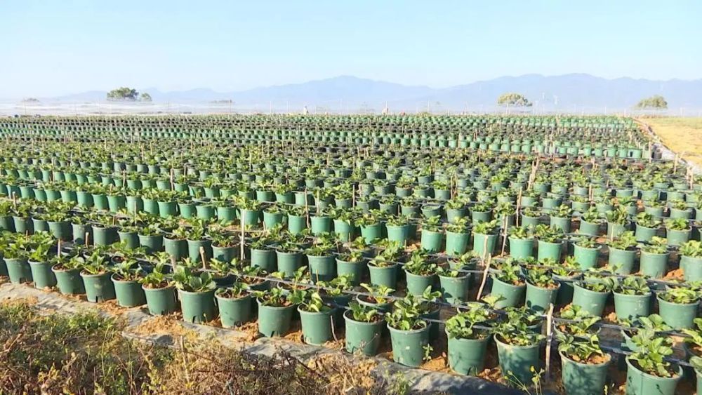 走进杨兴林的草莓地,一排排密密麻麻的小盆中满是生机勃勃的草莓苗,有