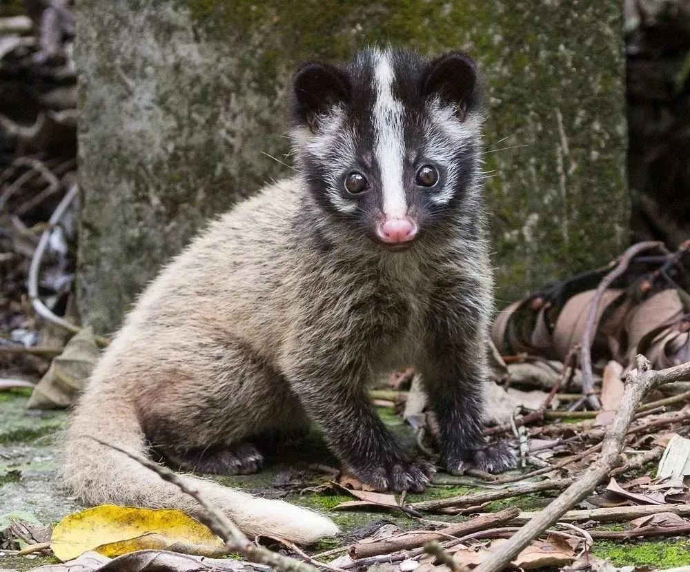 遂昌野生动物档案爱吃野果的肉食动物果子狸