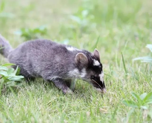 遂昌野生动物档案|爱吃野果的肉食动物——果子狸
