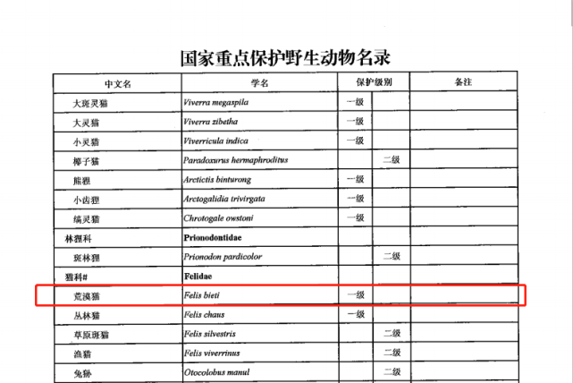 说明这是在祁连山国家公园青海片区内拍摄的荒漠猫(2020年6月2日摄)