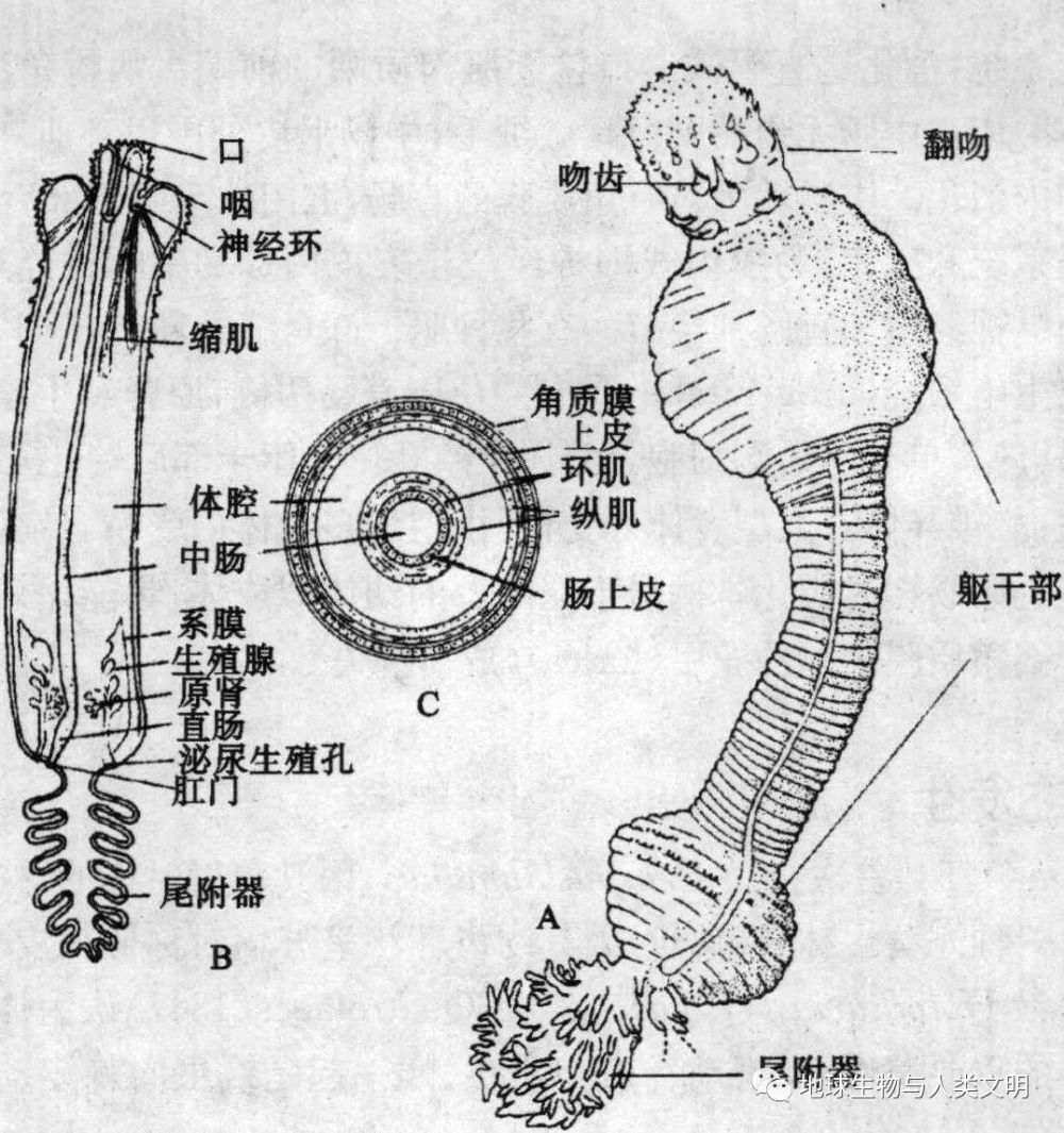 的释放刺激雌性产卵,卵体外受精,经放射卵裂,孵化后成一小的后原肠胚