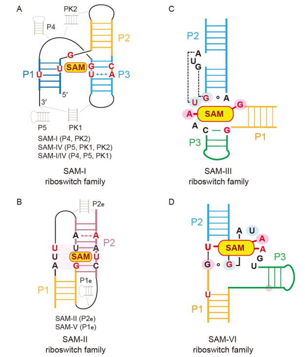 任艾明团队综述：SAM相关核开关家族配体识别及基因表达调控的结构基础与作用机制_腾讯新闻